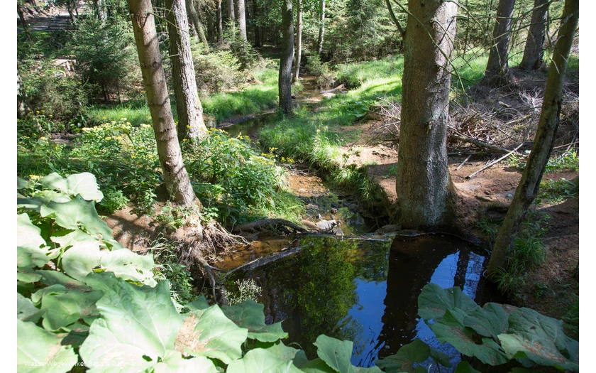 Möhneauen