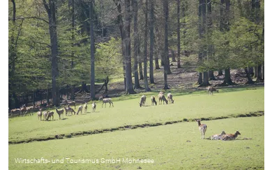 Wildpark Völlinghausen