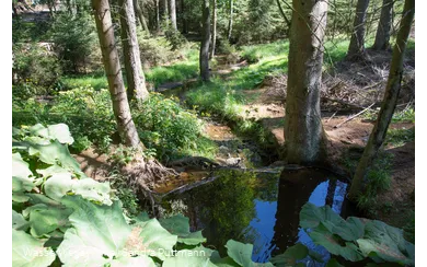 Möhneauen