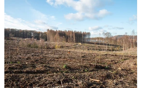 Bürgerwald_ (2).jpg