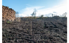 Bürgerwald_ (5).jpg