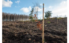 Bürgerwald_ (6).jpg