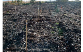 Bürgerwald_ (8).jpg