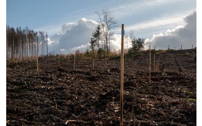 Bürgerwald_ (1).jpg