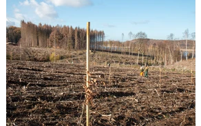 Bürgerwald_ (7).jpg