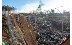 Bürgerwald_ (4).jpg