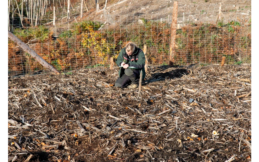 Bürgerwald_ (3).jpg