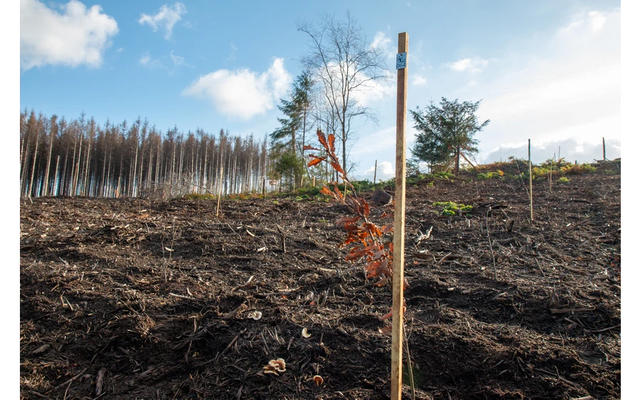 Bürgerwald_ (6).jpg