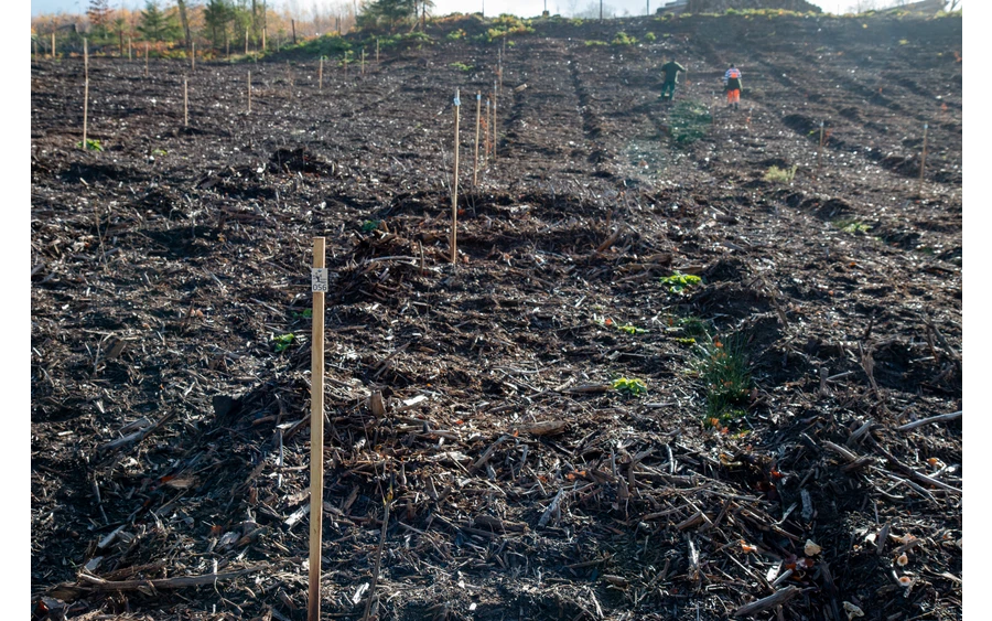 Bürgerwald_ (8).jpg