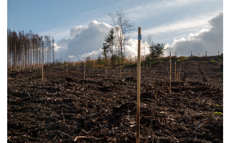 Bürgerwald_ (1).jpg