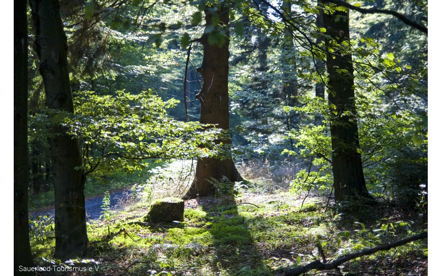 Lichter Laubwald mit bemoosten Baumstümpfen im Sonnenlicht.