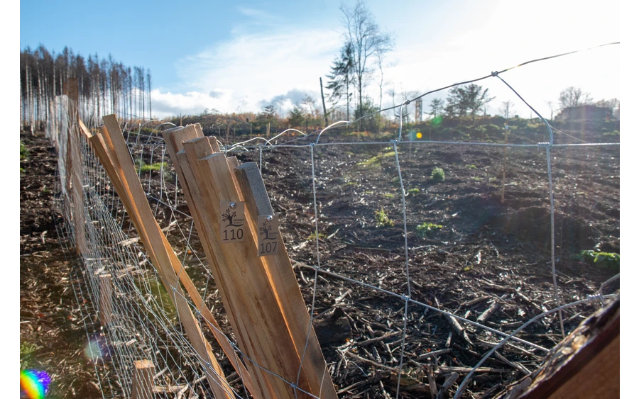 Bürgerwald_ (4).jpg