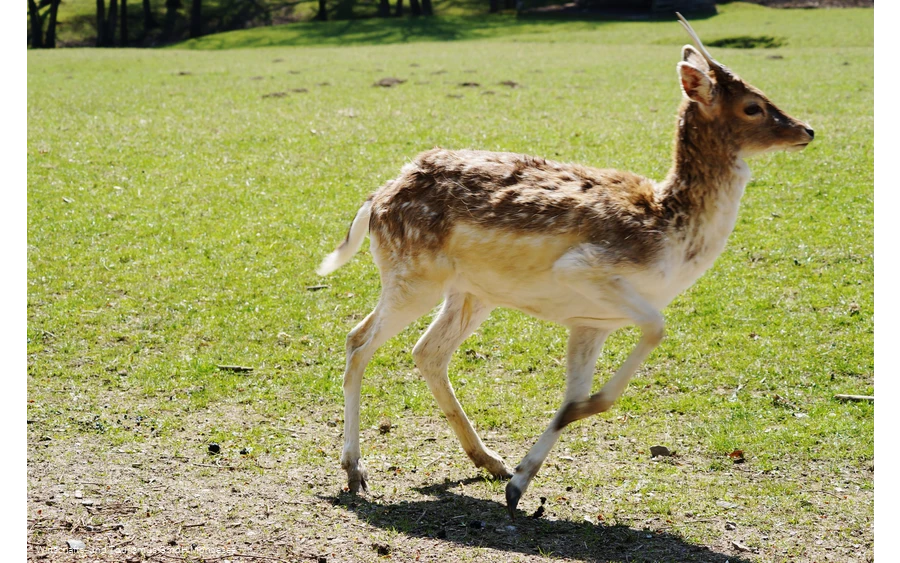 Wildpark Völlinghausen