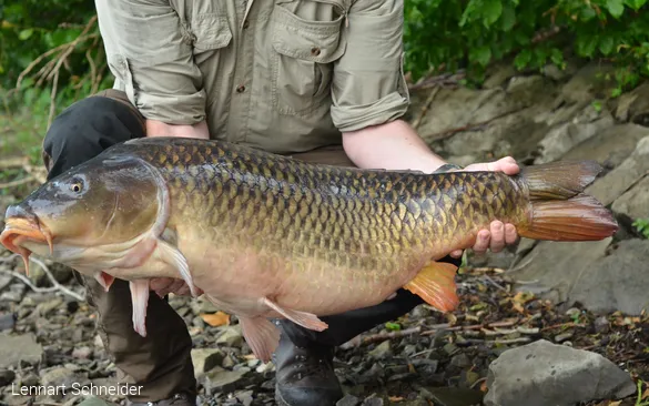 Großer Fisch