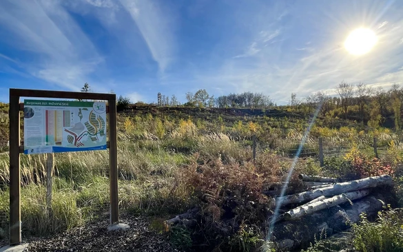 Bürgerwald im Sonnenschein