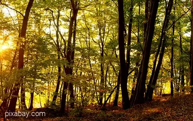 Sonnenaufgang im Wald am Waldweg