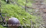 Steinpilz auf der Sauerland-Waldroute Etappe Lattenberg-Neuhaus (c) Janine Plugge_CC-BY-SA (11).jpeg