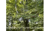 Baumharfe Klangwald Möhnesee