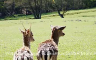 Wildpark Völlinghausen