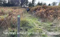 Sauerland-Waldroute Etappe Lattenberg-Neuhaus (c) Janine Plugge_CC-BY-SA (2).jpeg