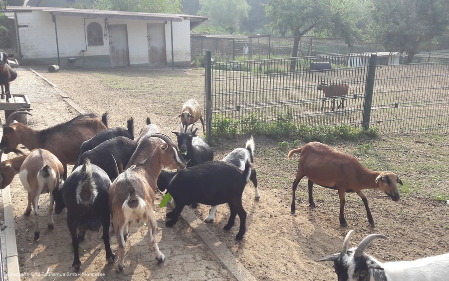 Wildpark Völlinghausen