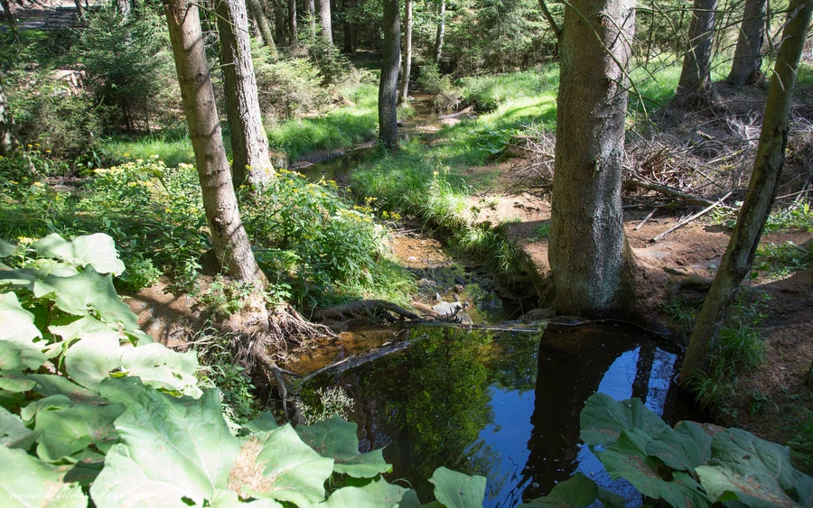 Möhneauen Möhneauen