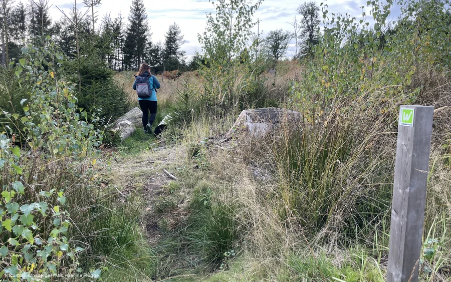 Sauerland-Waldroute Etappe Lattenberg-Neuhaus (c) Janine Plugge_CC-BY-SA (36).jpeg