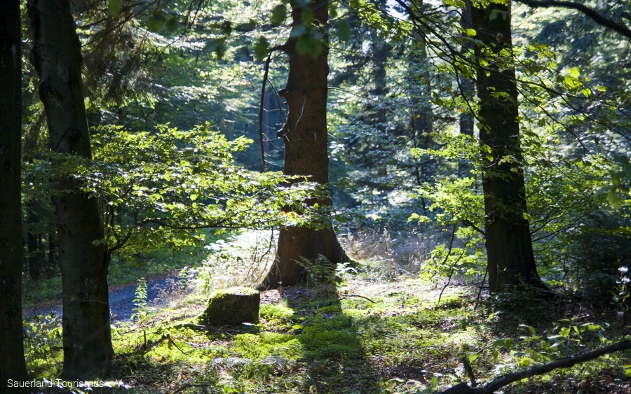 Lichter Laubwald mit bemoosten Baumstümpfen im Sonnenlicht.