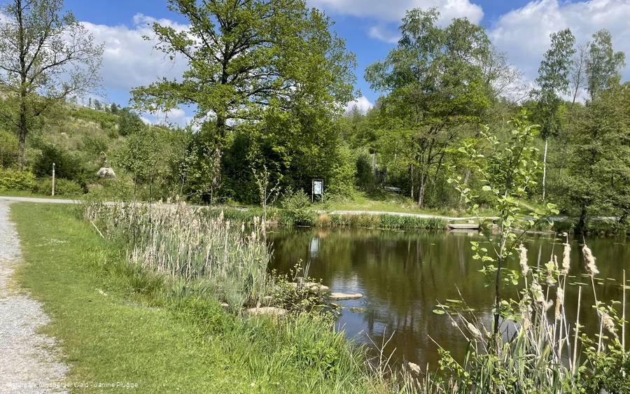 Biberteich an der Sauerland-Waldroute
