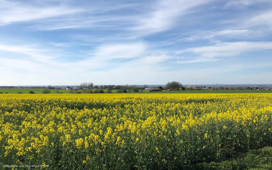 Ein Ausblick auf die Rapsfelder in der Region Möhnesee