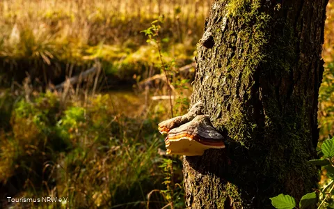 Pilz am Baumstamm