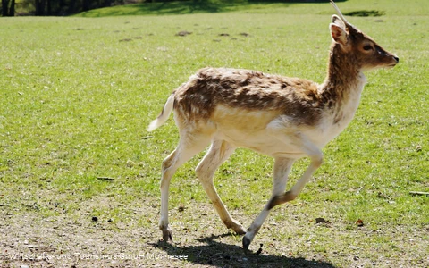 Wildpark Völlinghausen