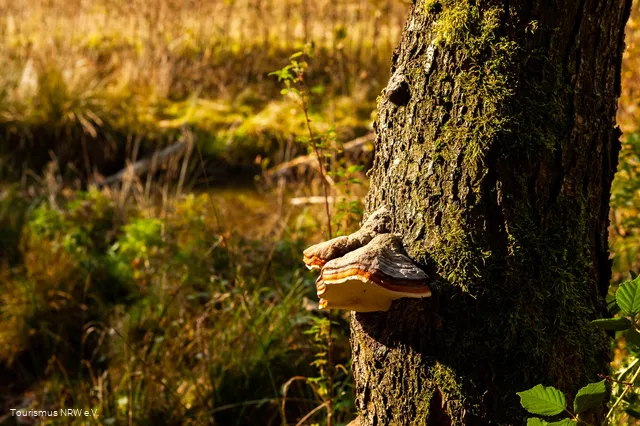 Pilz am Baumstamm