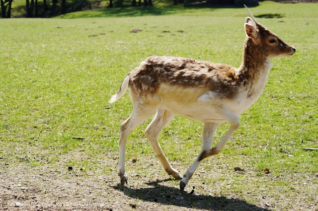 Wildpark Völlinghausen