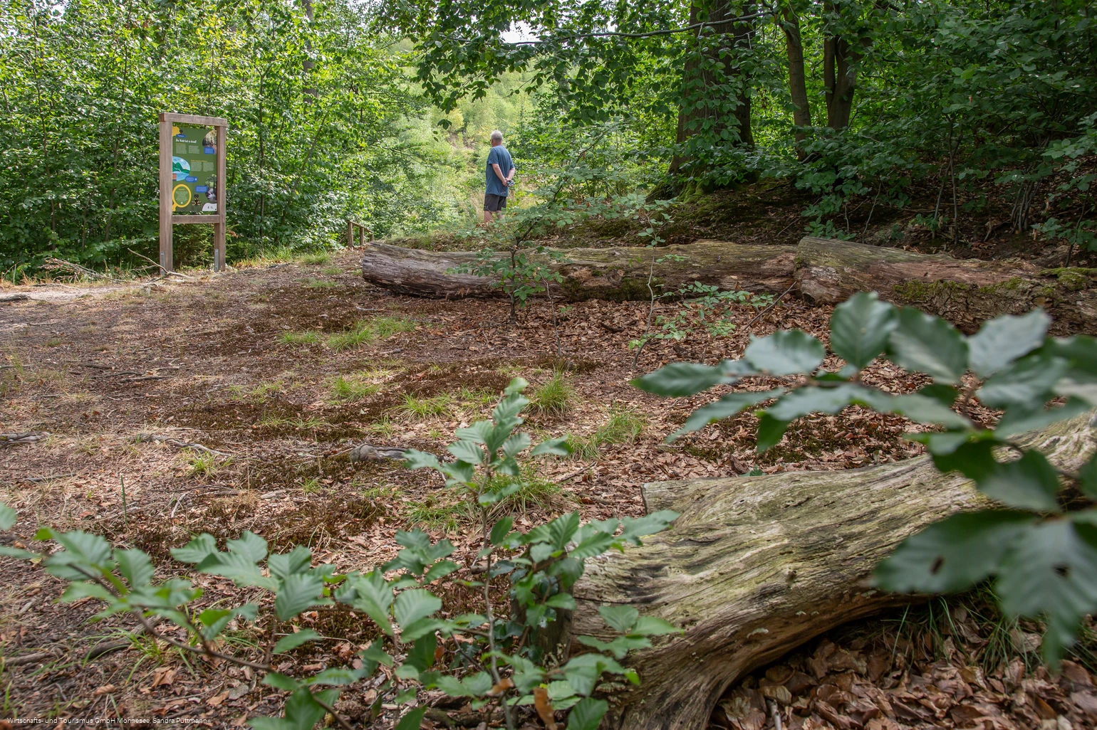 Tafel Wald Erlebnispfad Möhnesee-Südufer