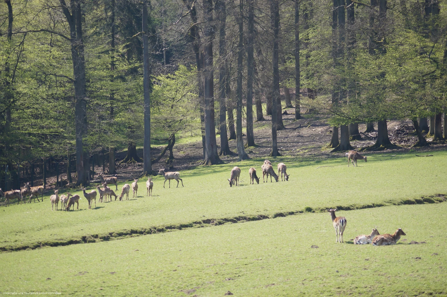 Wildpark Völlinghausen