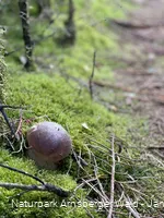 Steinpilz auf der Sauerland-Waldroute Etappe Lattenberg-Neuhaus (c) Janine Plugge_CC-BY-SA (11).jpeg