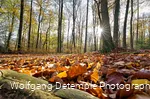 Herbstwald