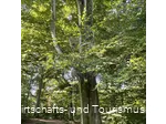 Baumharfe Klangwald Möhnesee