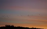 Vögel ziehen in den Sonnenuntergang