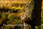 Pilz am Baumstamm