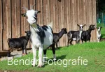 Ziege im Wildpark Völlinghausen