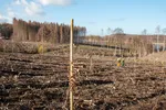 Bürgerwald_ (7).jpg