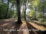 Fotos Waldbaden Reinhilde Türich, Möhnesee 30.07.2024 (c) Naturpark Arnsberger Wald - Janine Plugge (13).jpeg